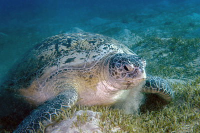 A green sea turtle - chelonia mydas - in the red sea