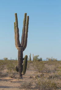 Cactus growing on field against clear sky