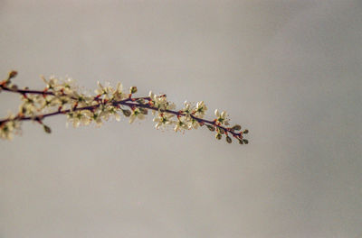 Close-up of cherry blossoms in spring