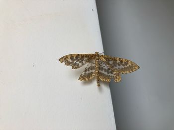 High angle view of lizard on wall