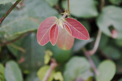 Close-up of red flowering plant