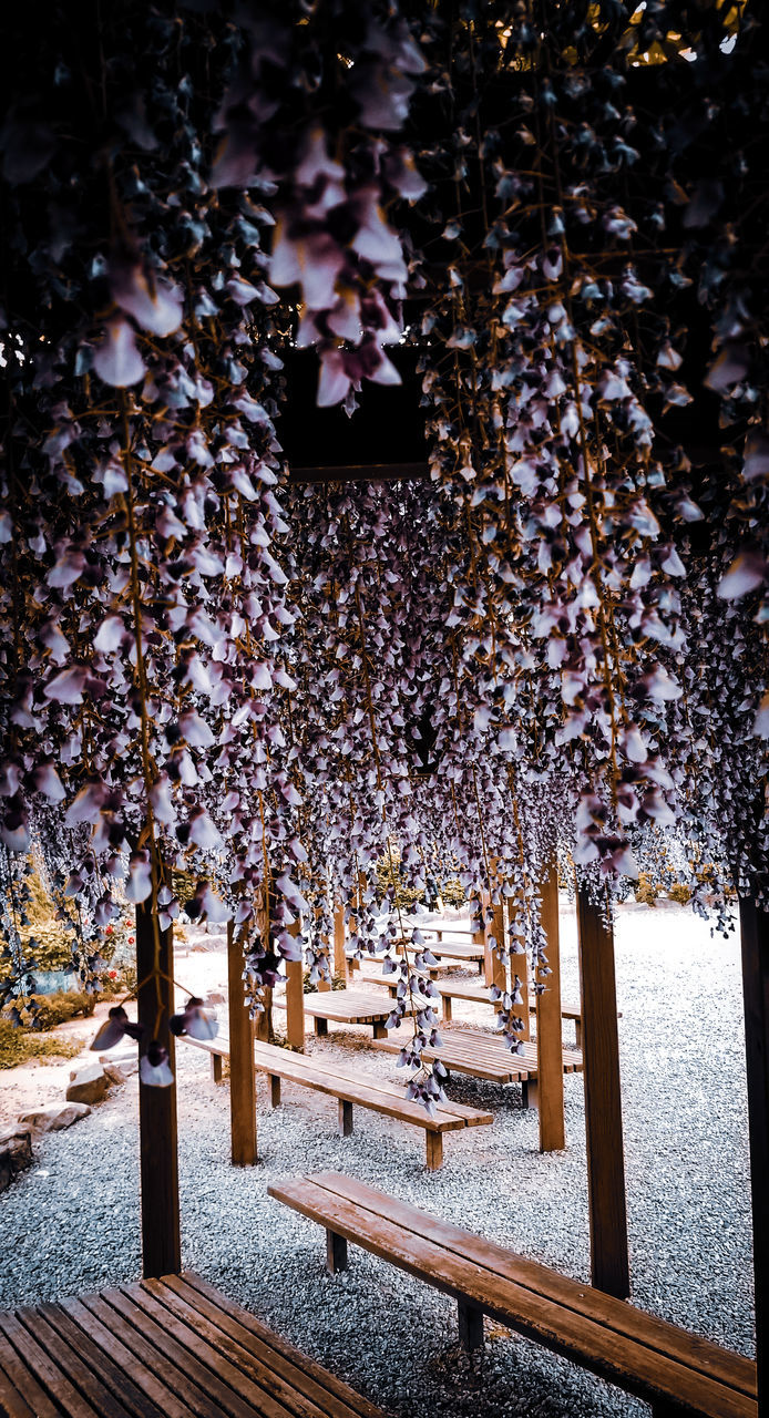 VIEW OF HANGING FROM TREE