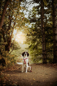 View of dog in forest