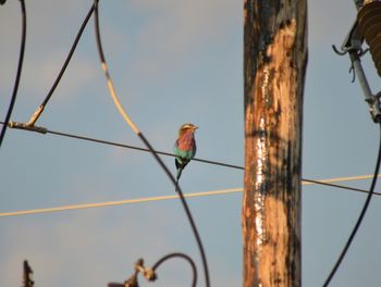 Low angle view of bird perching on cable against sky