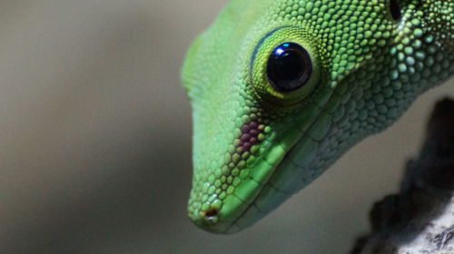 Close-up of a lizard
