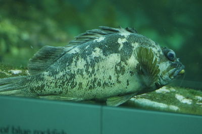 Close-up of turtle swimming in water