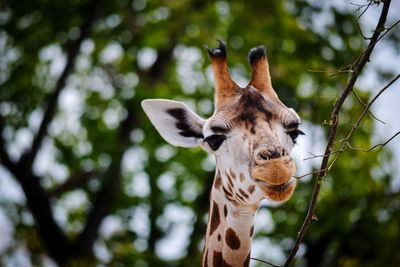 Low angle view of giraffe on tree