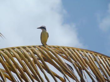 Low angle view of bird perching on palm leaf against sky