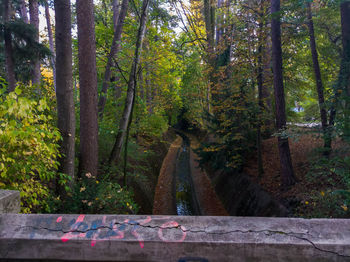 Trees in forest