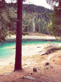 Scenic view of lake in forest