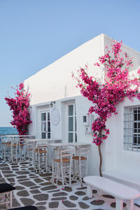 Pink flowering tree by building against clear sky