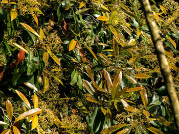 Full frame shot of leaves