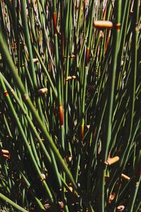 Full frame shot of plants growing on field