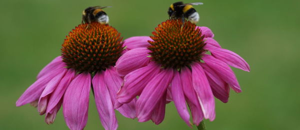 Close-up of butterfly on pink flower