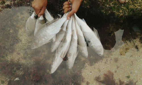 Close-up of hand holding fish