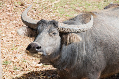Portrait of a horse on field