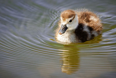 High angle view of duck swimming in lake