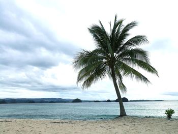 Palm tree on beach against sky