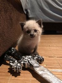 Portrait of kitten sitting on floor at home