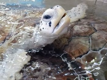 View of an animal in water