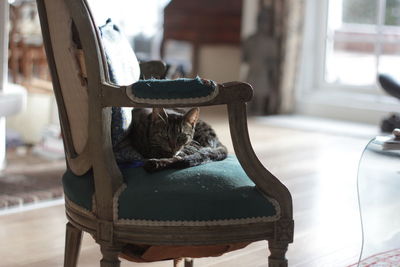 Cat resting on chair at home