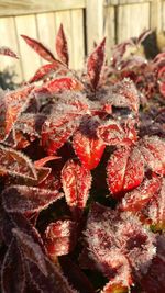 Close-up of red chili peppers