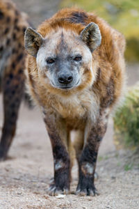 African black spotted hyena