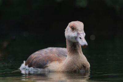 Close-up of duck swimming on lake