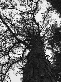 Low angle view of tree against sky