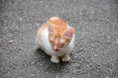 Cat looking away