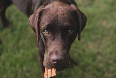 Close-up portrait of dog on field