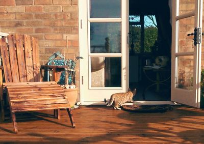 Cat looking through window