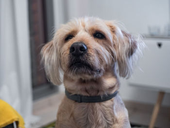 Close-up portrait of dog