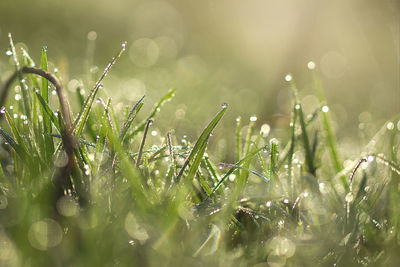 Close-up of wet grass on field during rainy season