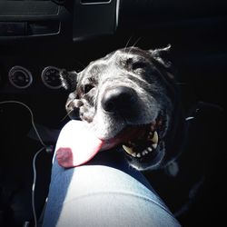 Close-up of dog in car