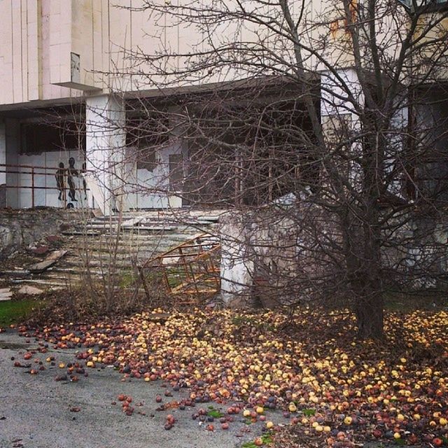 architecture, building exterior, built structure, tree, bare tree, abandoned, house, autumn, building, residential structure, dry, damaged, window, residential building, branch, ivy, leaf, day, obsolete, plant