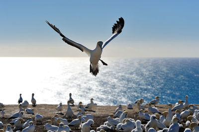 Seagulls flying over sea against clear sky