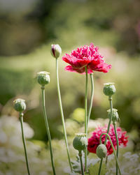 Close-up of pink poppy flowers