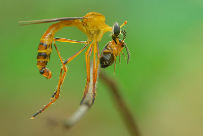 Close-up of ant on plant