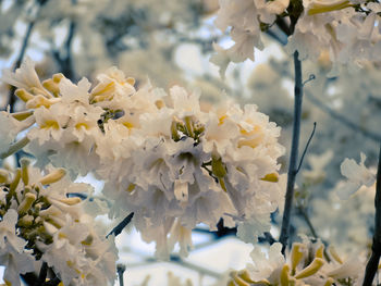 Close-up of white flowers blooming on tree