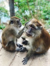 Two monkey sitting on tree