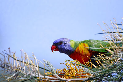 Brightly coloured australian native rainbow lorikeet parrot feeding on a grevillia flower.