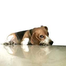 Close-up of dog against white background