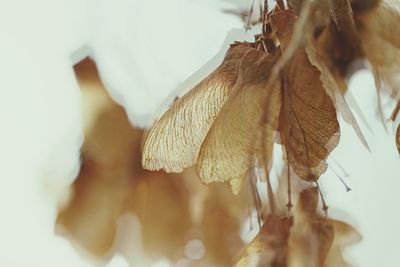 Close-up of dry leaf hanging on plant