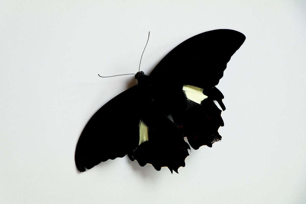 CLOSE-UP OF BUTTERFLY PERCHING ON WHITE BACKGROUND