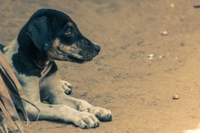 Close-up of dog on sand at beach