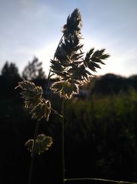 Close-up of thistle on field against sky