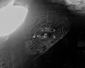 Close-up of spider web