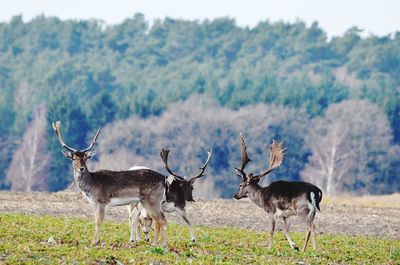 Deer standing on field against trees