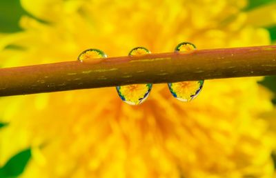 Close-up of wet yellow leaves